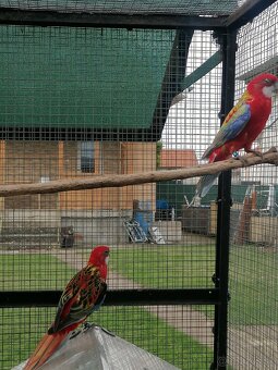 Rozela pestrá červená - 8