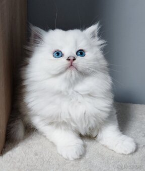 Britské mačiatka s PP na Vianoce❣️ - 8