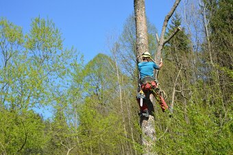 Zrezavanie a výrub stromov 🌲 - 8