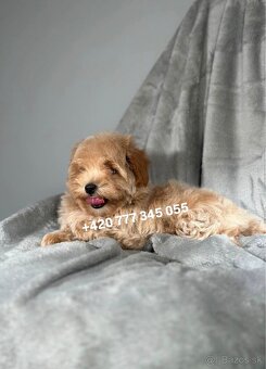 Maltipoo F1 Caramel, 3 měsíce – 1200 €Barbara - 8