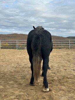 Valach na predaj - percheron - 8