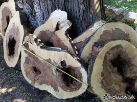 Koláče -  orechové drevo, fošne, rezivo - 8