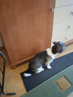Shi-tzu - 8