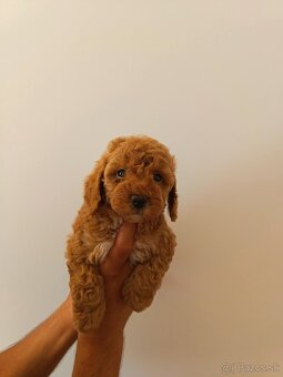 Toy Pudel - 8