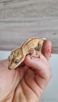 Pagekón riasnatý - 8