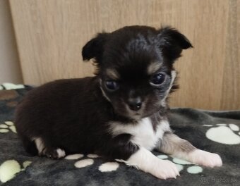 Čivava mini sučka dlhosrsta - 8