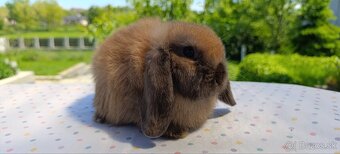 Mini lop - 8