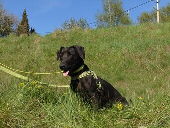 Darujem aktívnu sučku Amelis - mix jazvečík a bull - 8