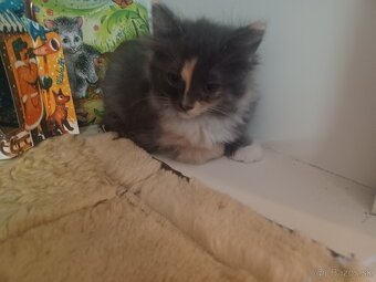 Ragdoll mačička - 8