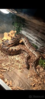 Pyton + terárium - 8