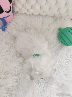 Maltezsky psík, maltezák, maltez - 8