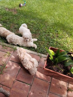 maltipoo - 8