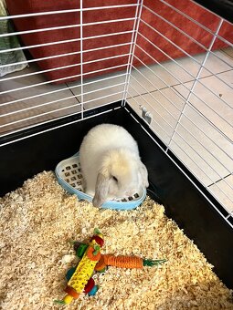 Predam bieleho zajaca Mini lop + full vybavenie - 8