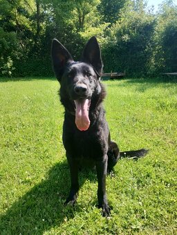 Nemecký ovčiak-fenky - 8