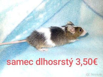 Farebné myši samce - 8