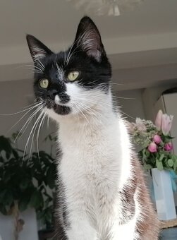 Mačička Tuxedo - 8