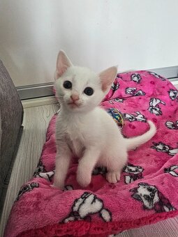 Ruská modrá a biela mačka-  prijímame  rezervácie - 8