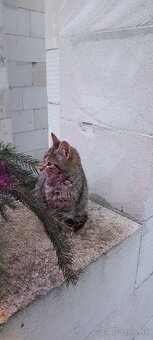 Darujem mačiatka - 8