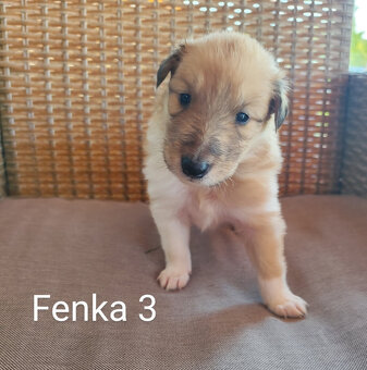 KÓLIA DLHOSRSTÁ, ŠTENIATKA - 8