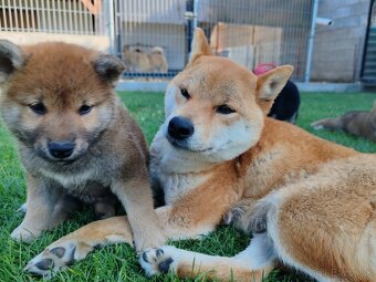 Shiba inu psýky s PP - 8