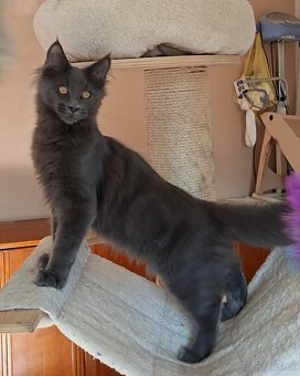 Maine coon, MCO, mainská mývalia - 8