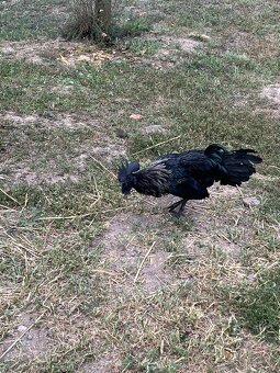 Predám čierneho kohúta Ayam Ceman - 8