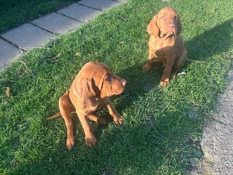 Maďarská vyžla - 8