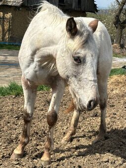 Kobylka Appaloosa - 8