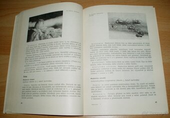 Medovice a včely - 8