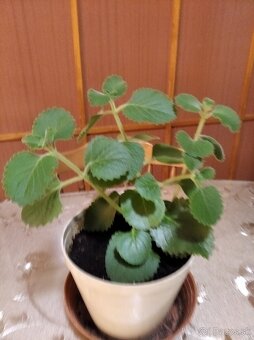 Nadchovnik- rastlina na podporu zdravia - 8