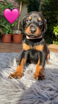 Šteniatka DOBERMAN - 8