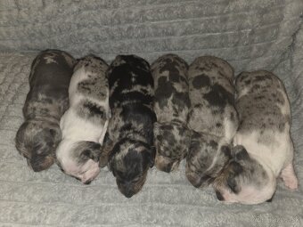 Šteniatka jazvečíka trpasličieho - 8