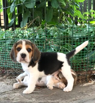 Beagle Bigel Bigl s PP FCI - 8