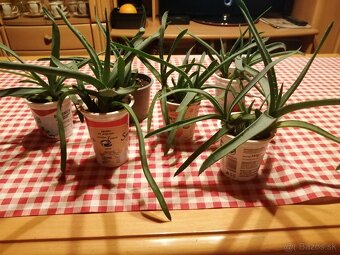 Aloe vera - 8
