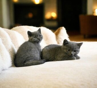 Britska macka s PP - 8