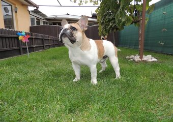 Francúzsky buldoček s PP. - 8