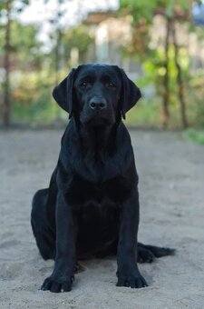 Labradorský retríever s PP - černá a čokoládová štěňátka - 8