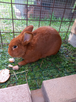 Predám králiky - 8