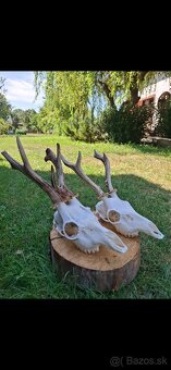 Úprava poľovníckych trofejí,vyvaernie, očistenie, bielenie - 8