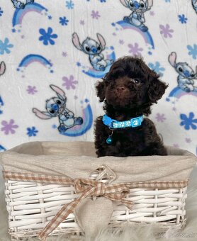 Pudel toy / Pudlík toy - CHOCOLATE psíček - 8