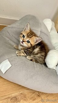 Škótske Klapouché/Rovnouché Mačiatká (Scottish Fold/Straight - 8