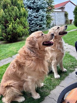 Zlatý retriever šteniatka narodené 16.6.2025 - 8