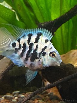 Blue parrot cichlidka - 8