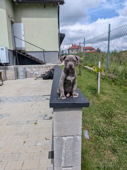 Americký stafodširsky terier - 8
