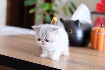 Exotické / perzské mačiatka s PP - 8