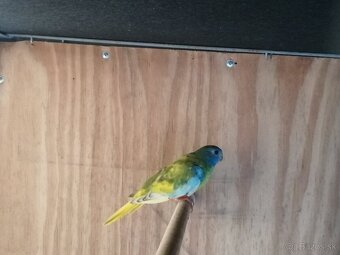 Neofema modrohlava - 8