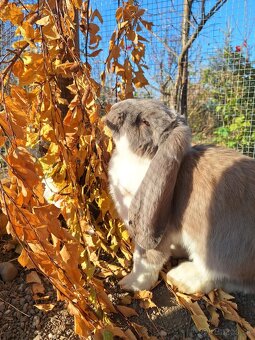 Francúzsky baran - 8