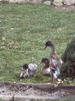 Indické bežce - káčery - 8