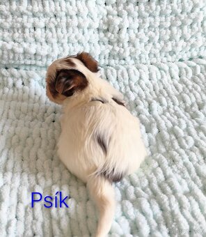 Yorkshire terrier - 8