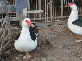 Pižmový káčer - 8